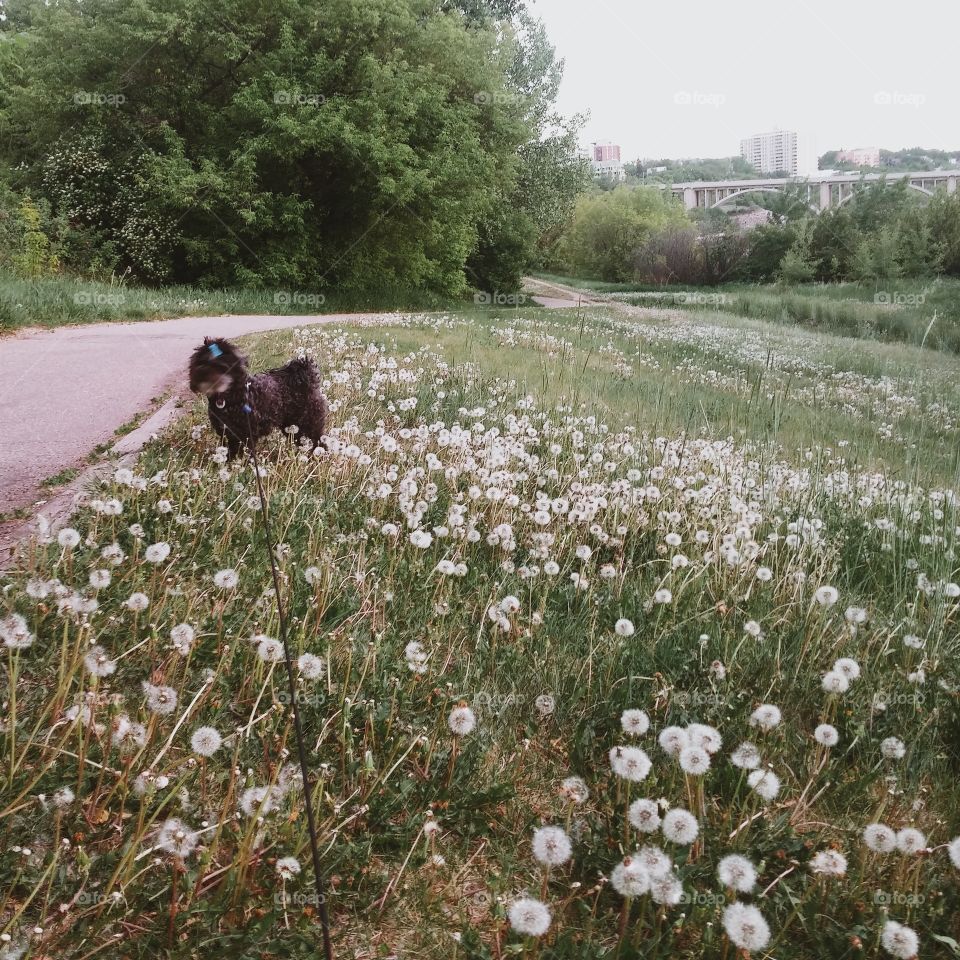 Walk in the park