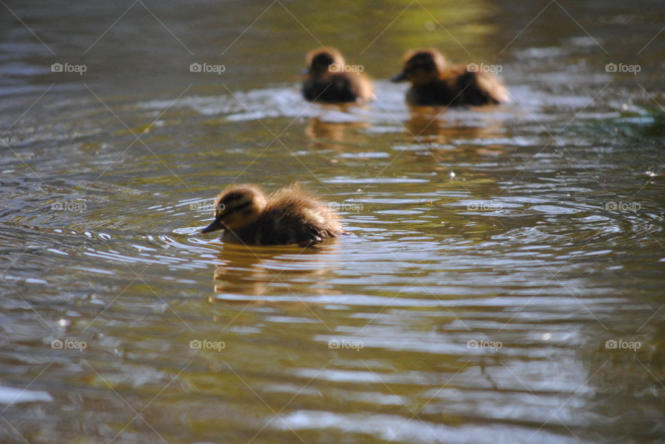 duckling