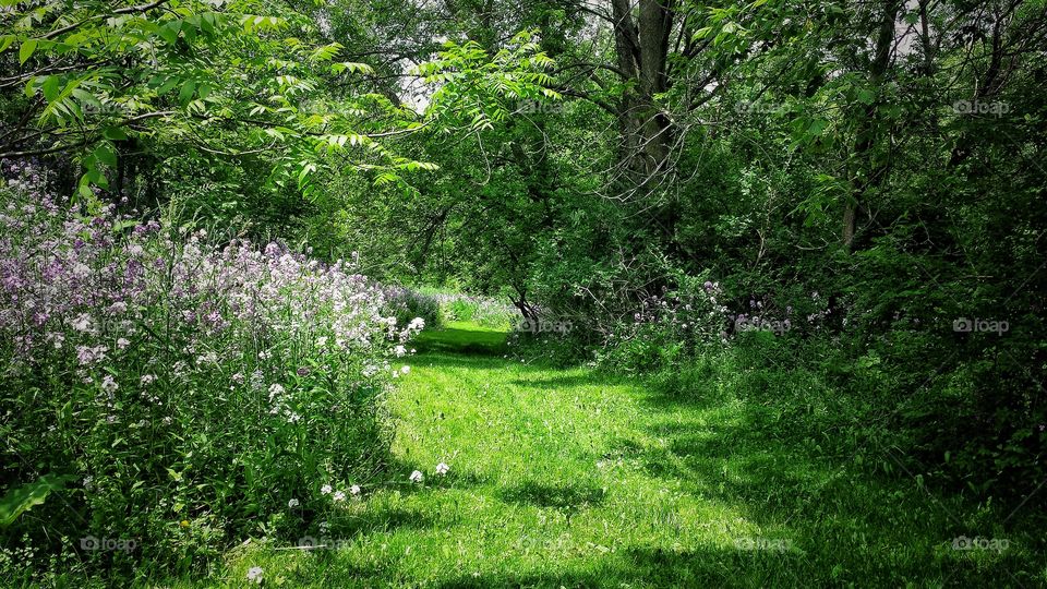 Footpath in forest