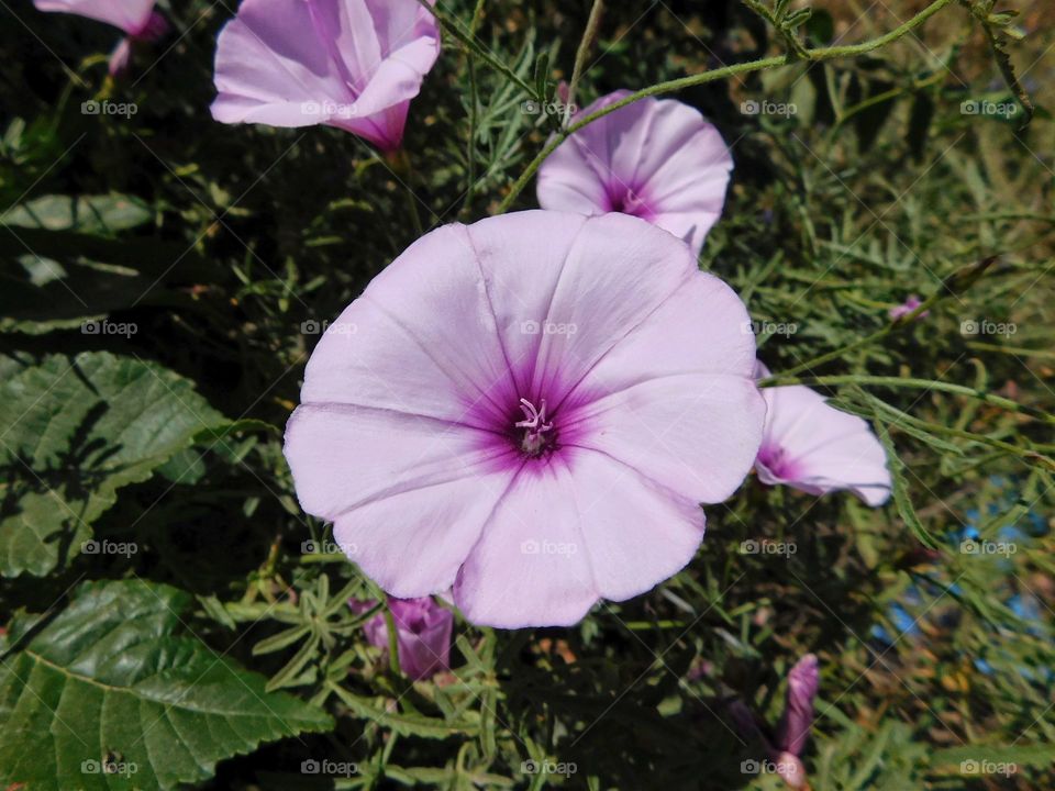 flowers