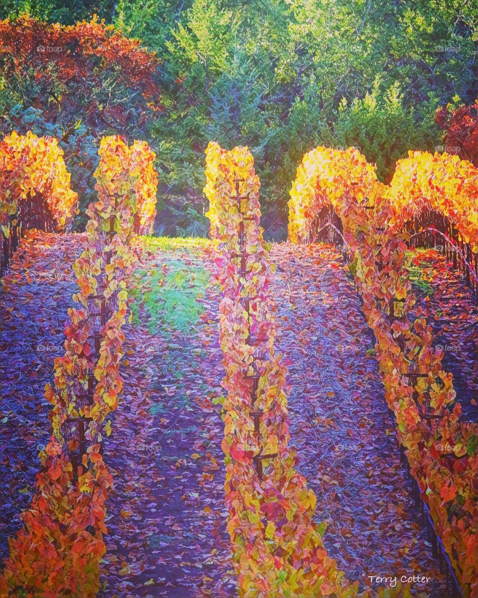 Symmetry of vineyard creates pleasing lines and colors in Napa Valley, California. 