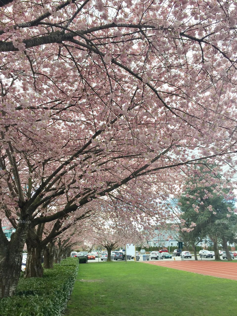 The cherry blossom 