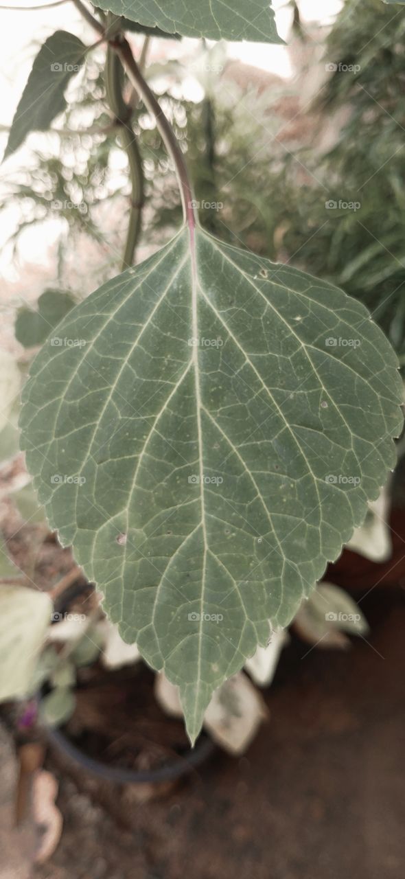 green leaf in summer