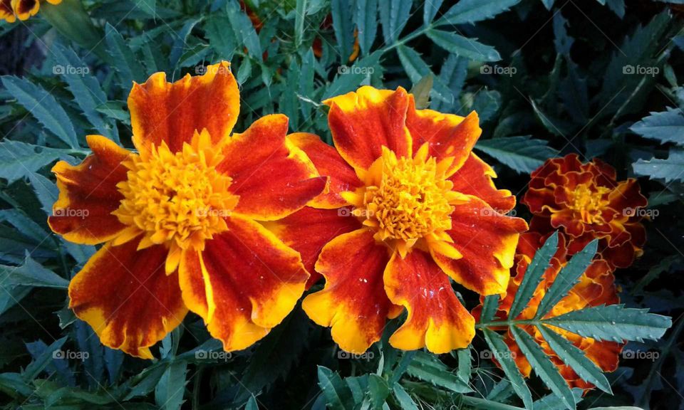 Marigolds