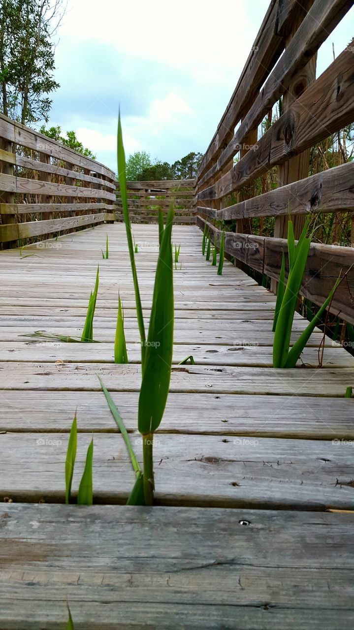 Grass growing on boardwalk