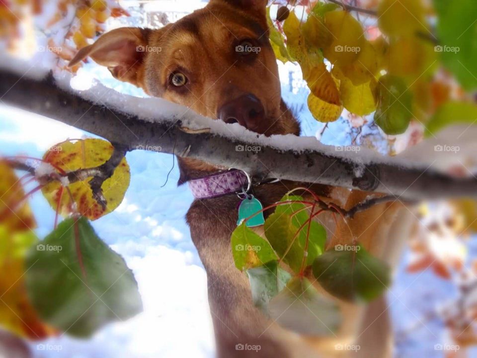 Paris peaking through the trees