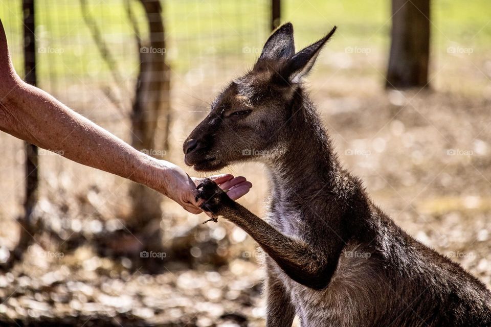 Young eastern grey kangaroo (Macropus giganteus) with its paw in a human hand; communicating with animals, South Australia, concept friendship and interaction, animal rescue and wildlife 