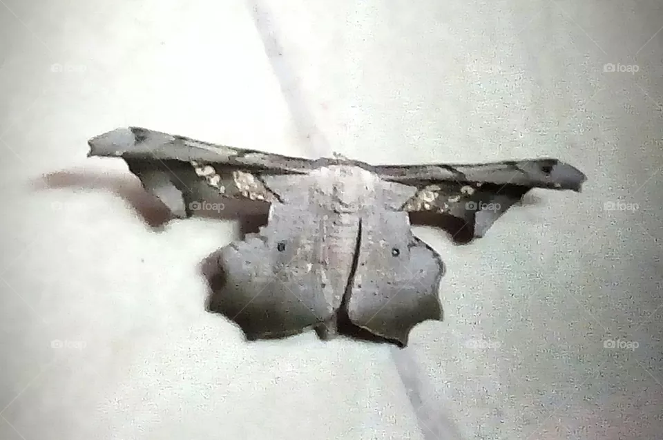 insect