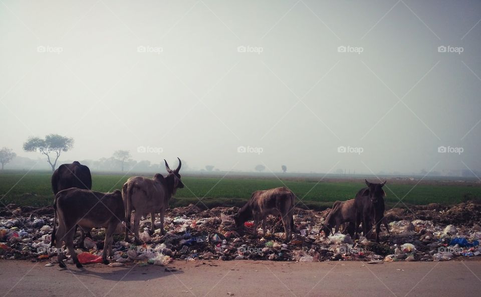 this is pic of garbage surround the cows. cow is eating the plastics. It is not good.