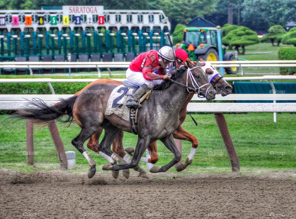 David the Great. Two horses battle to the fining line at historic Saratoga. David the Great with Fredrick Lenclud beating Javier. 