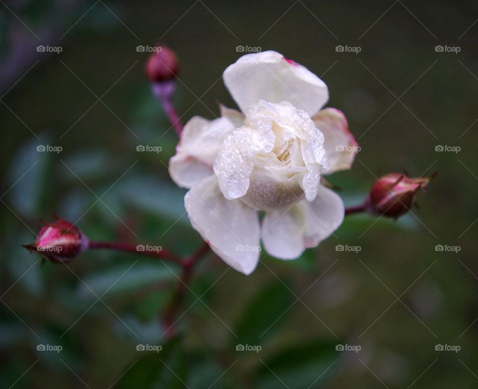 Close-up of a white flower