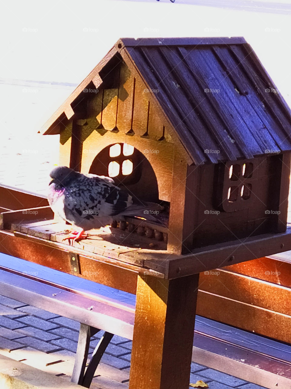 Pigeon and feeder