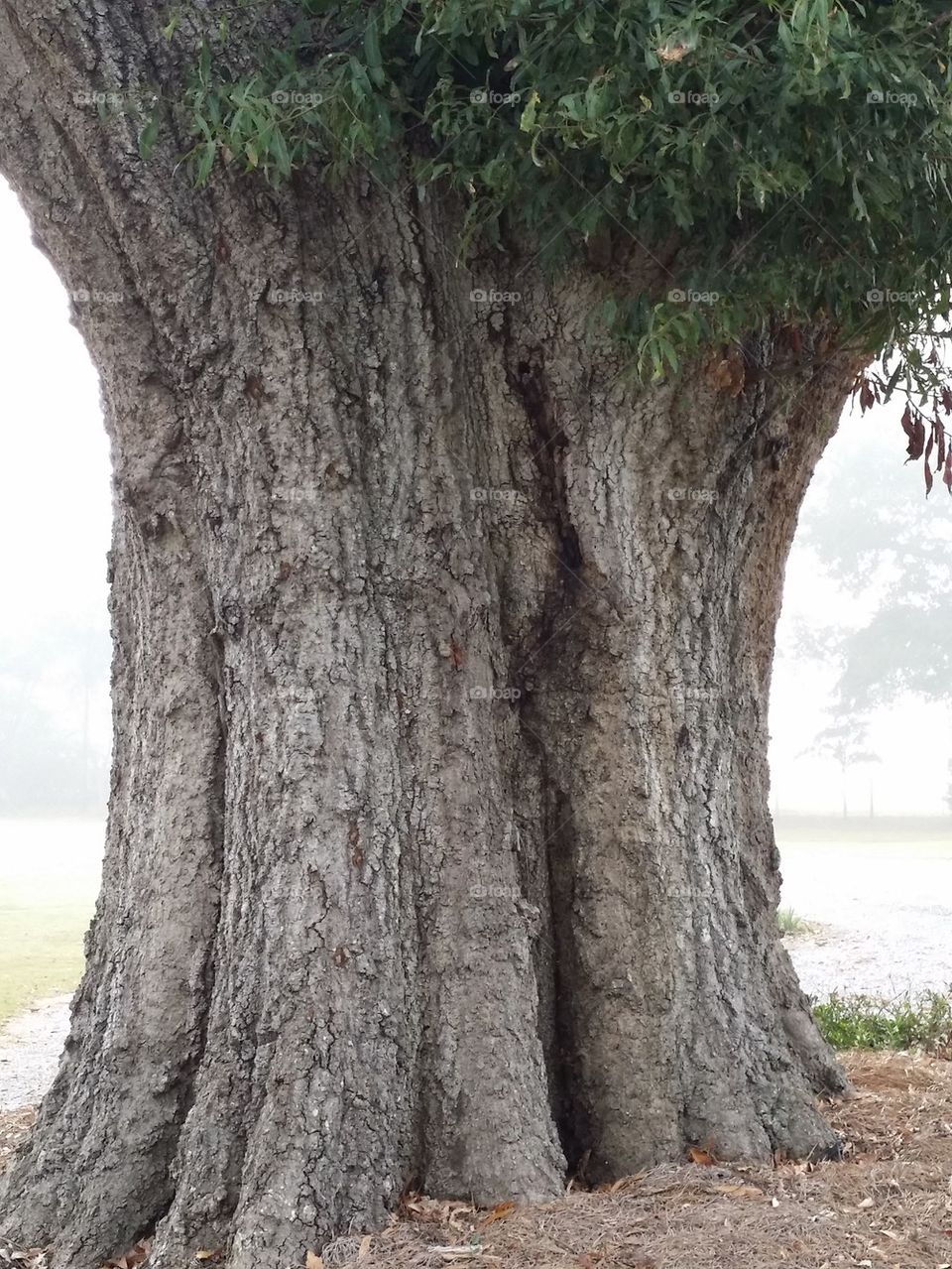 Trunk of A Very Old Oak Tree