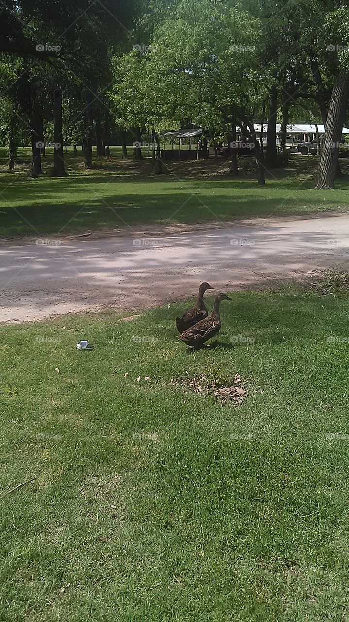 he is my best friend. these guys are heading to the duck board meeting