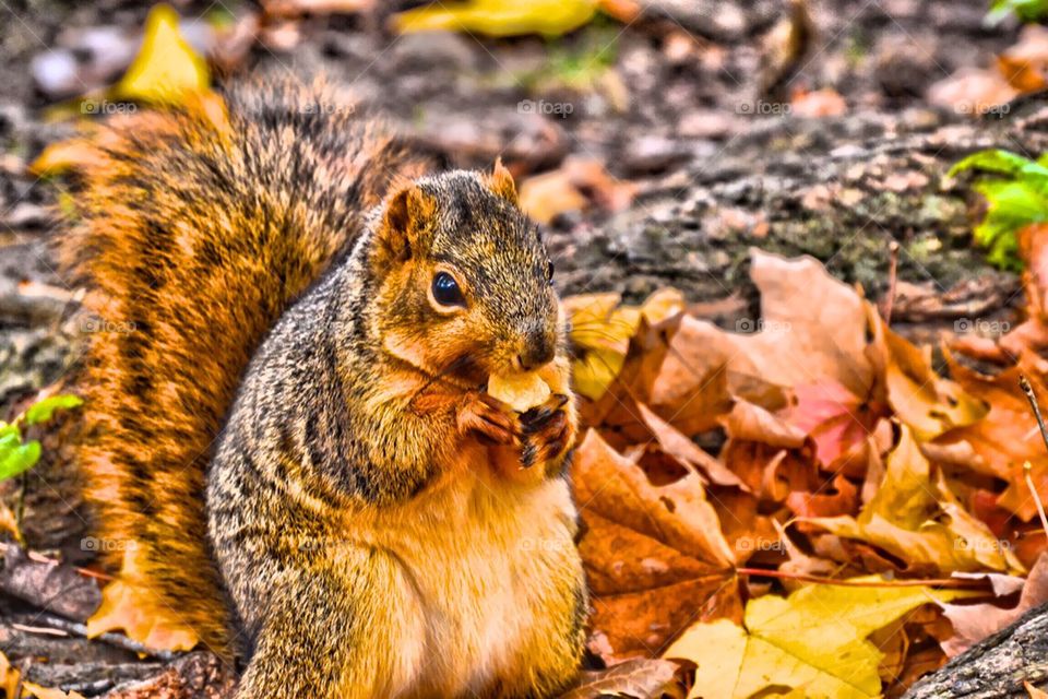 Squirrel eating nut in forest