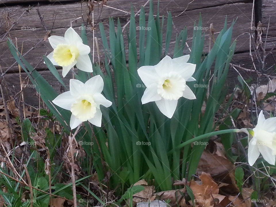 Flower, Nature, Flora, Garden, Leaf
