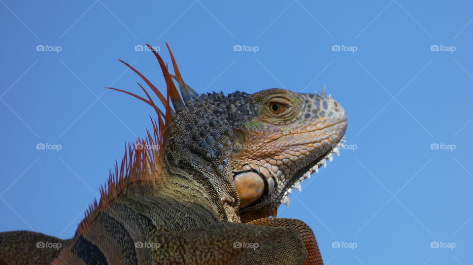 big daddy iguana basking on my neighbor's roof, Wilton Manors, Florida