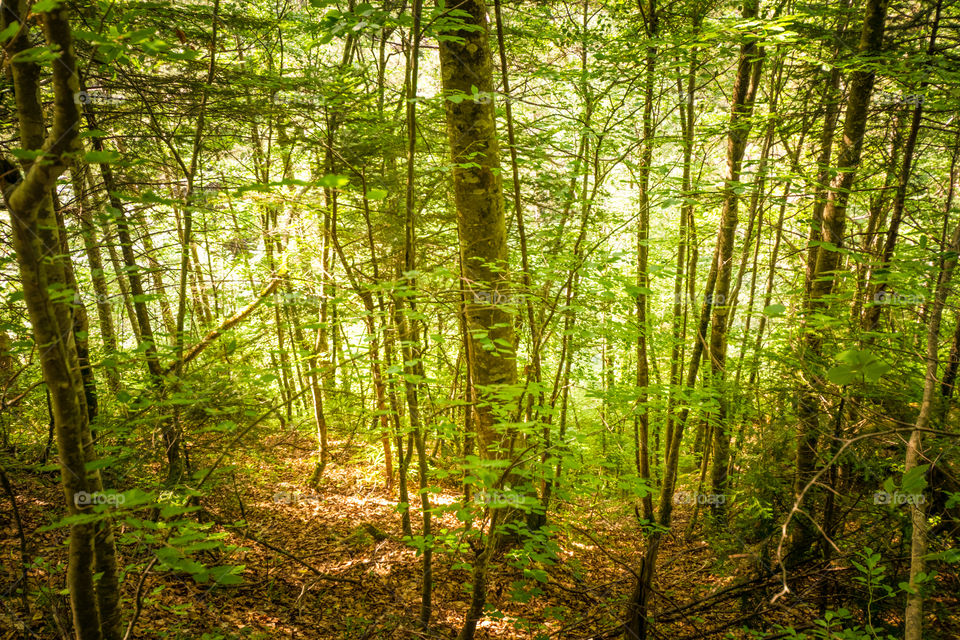 Wood, Nature, Leaf, No Person, Sunbeam