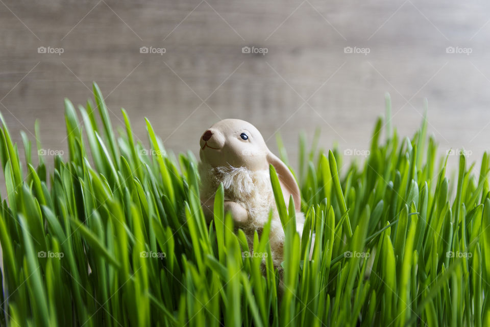 Rabbit in the grass