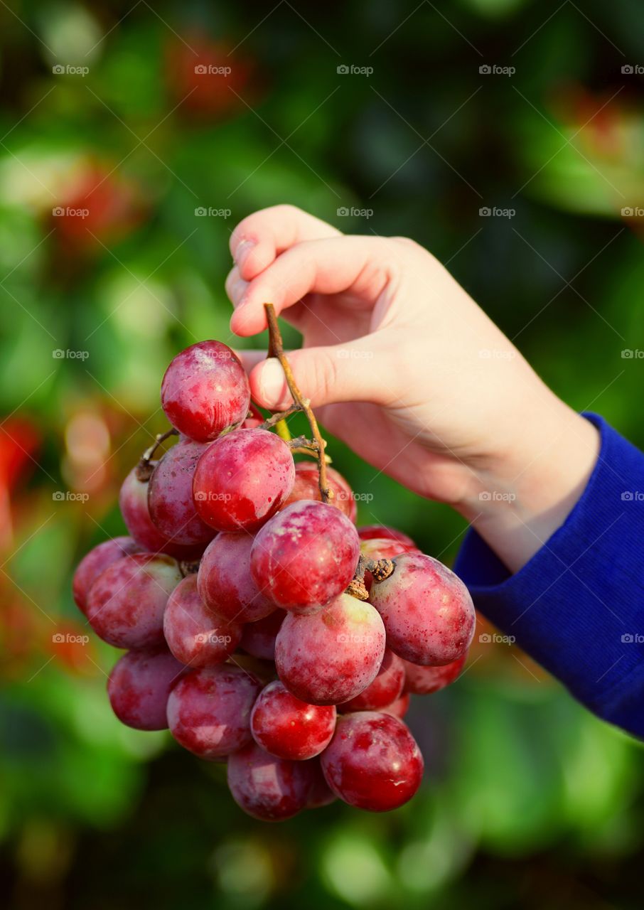 Bunch of red grapes