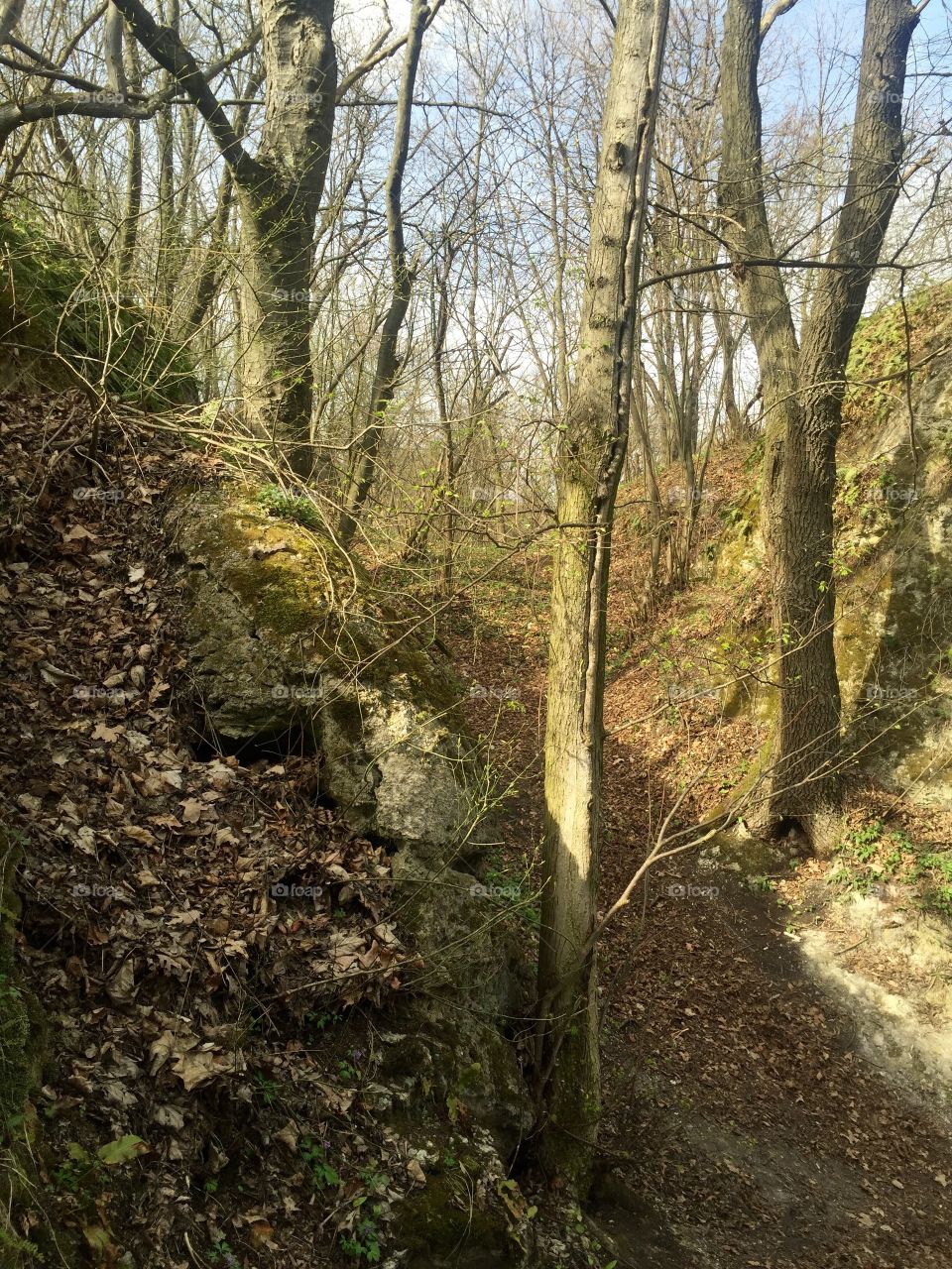 In the forest with rocks