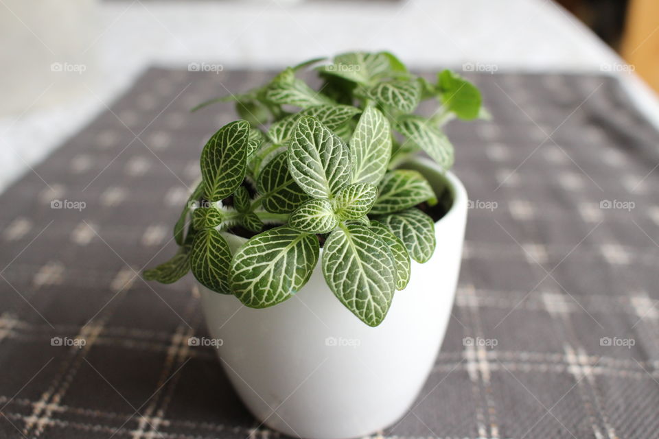 Leaves growing on potted plant on table