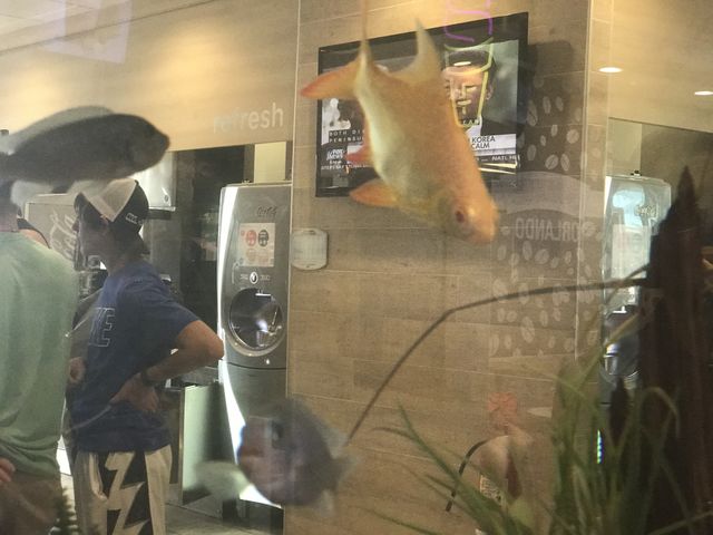 Florida, odnalrO ni detacol tneduts FCU nA  .asleS yb kcilC Follow me @Selsa.Notes, @Selsa.Clicks, or @Selsa.Quotes.  
#Photos #taken #at #epicmcdonalds @McDonalds #located #in #Orlando #Florida #USA 
Over 100 photos in this album. 