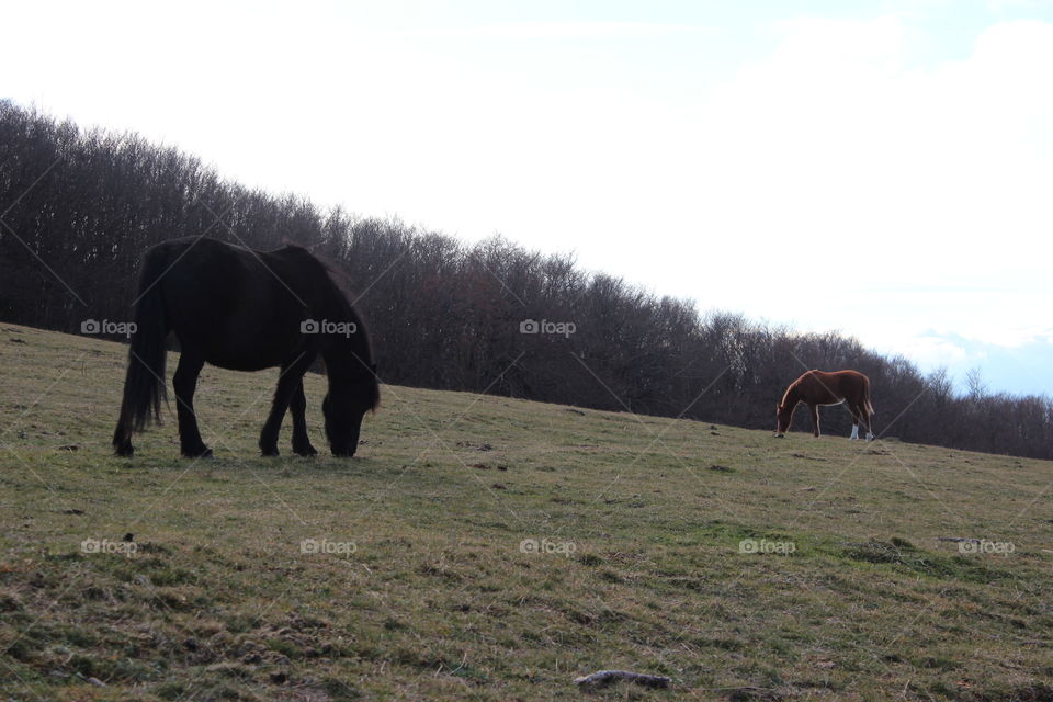 glazing horses