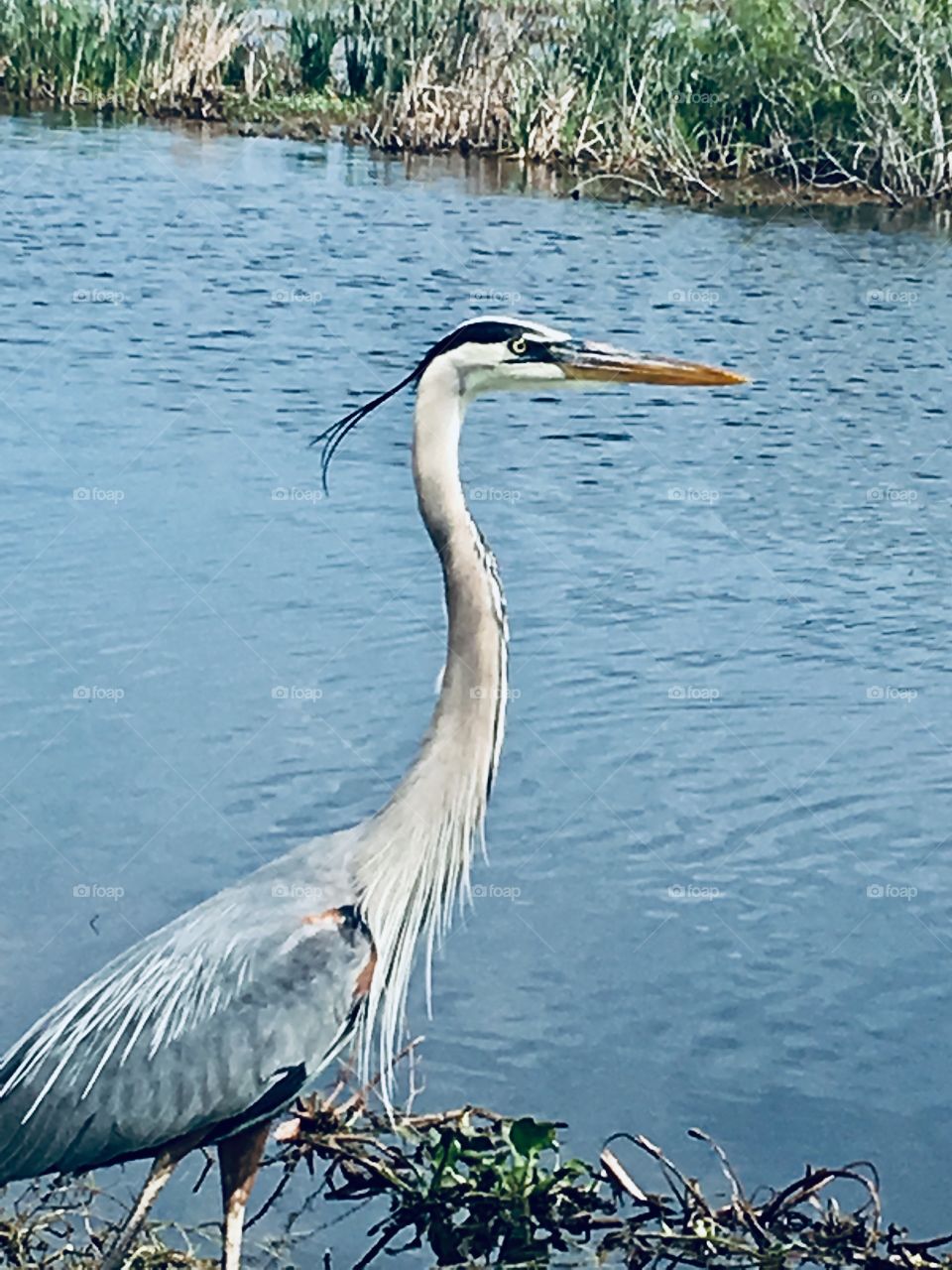 Heron posing in the wind at Lake Apopka Nature Drive in Florida 