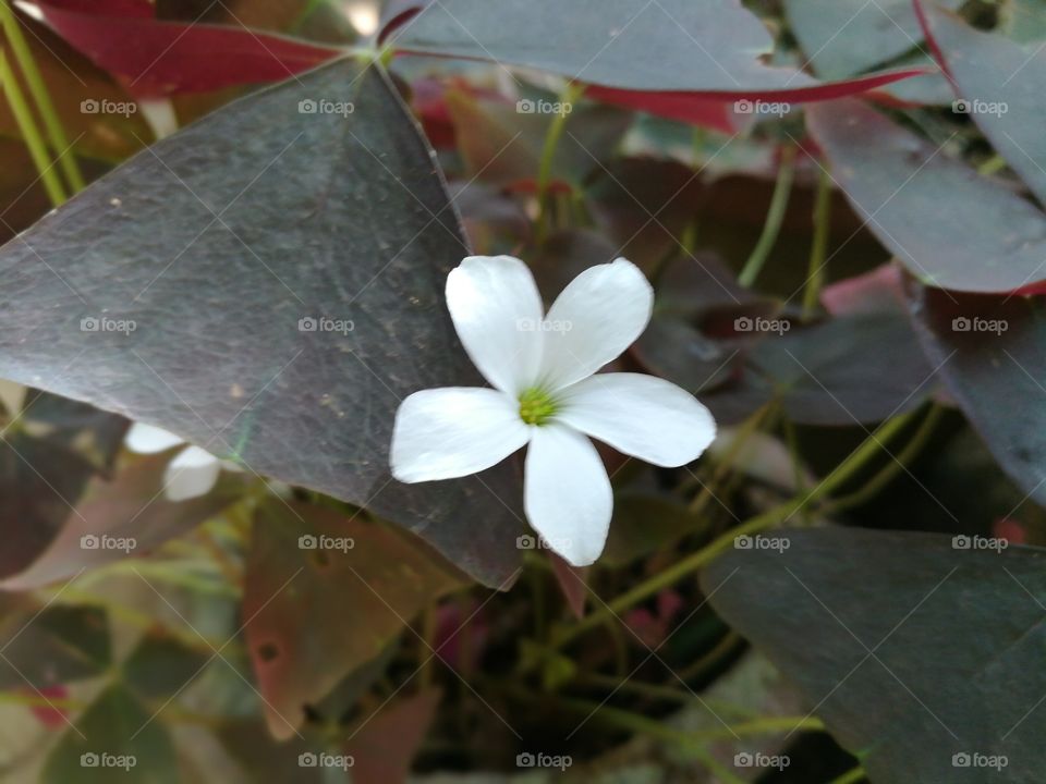white  flower