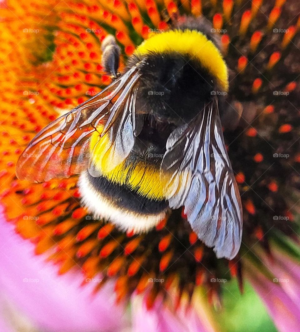 Little bee likes the flower