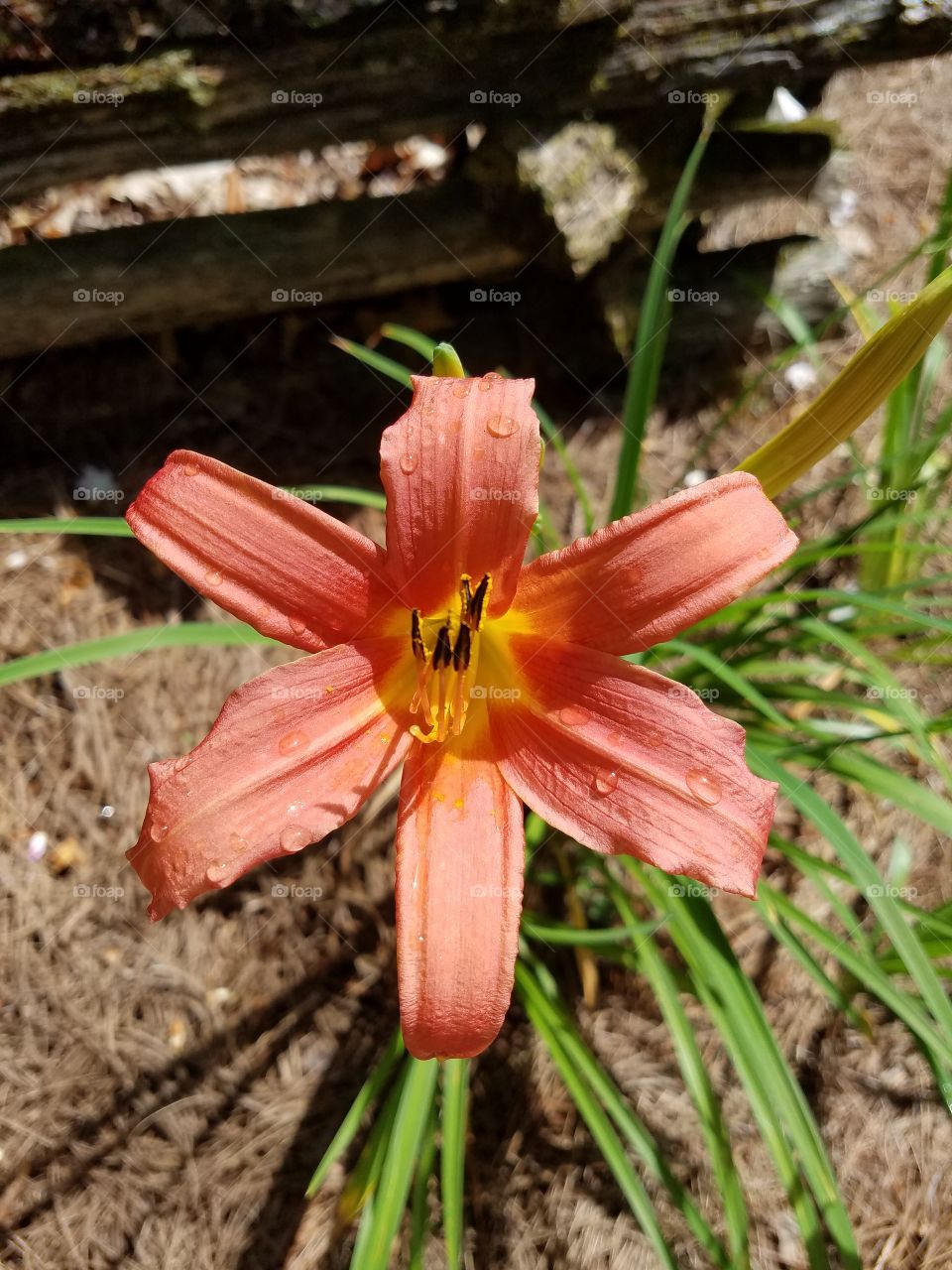 Lone orange Lily