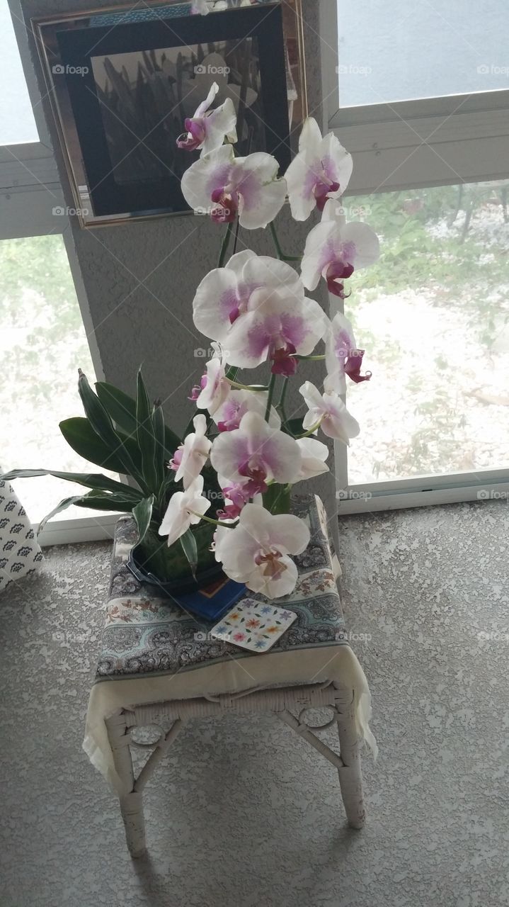 Nana's orchid