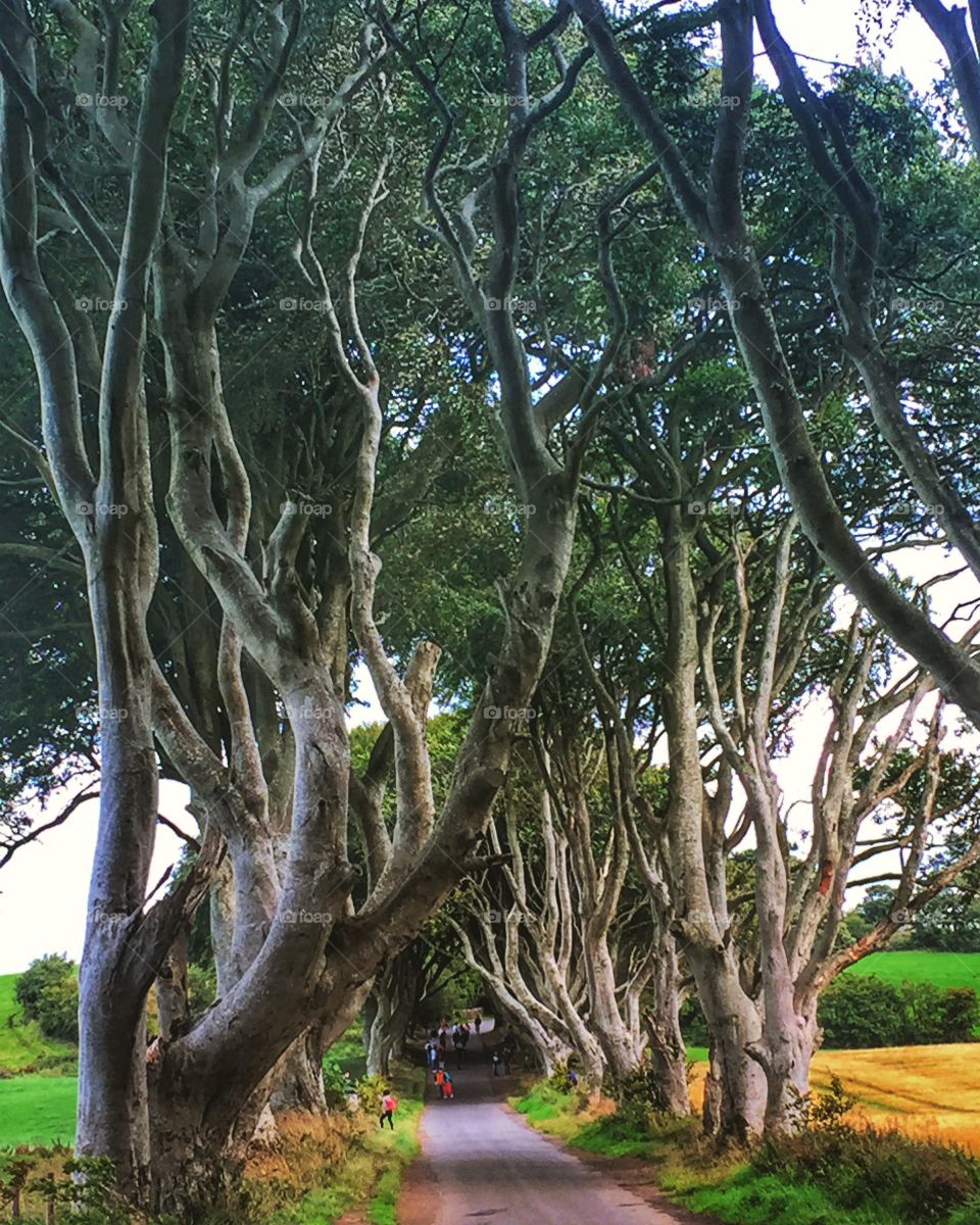 The dark Hedges, Northern Ireland 