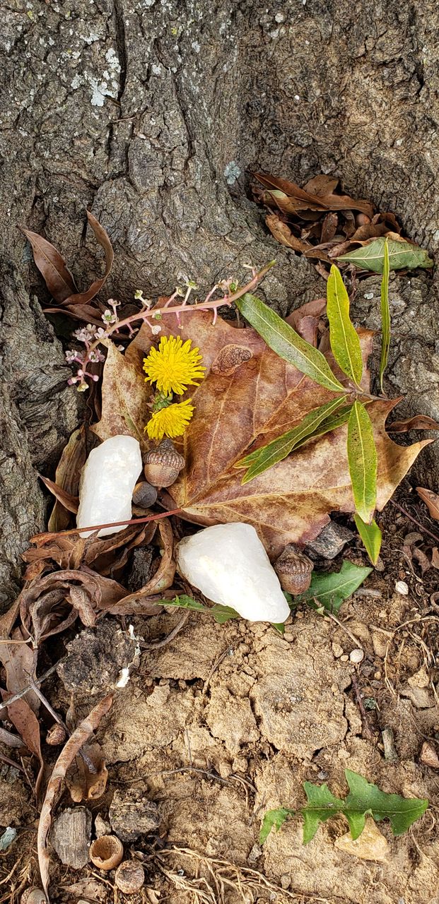 nature's variety