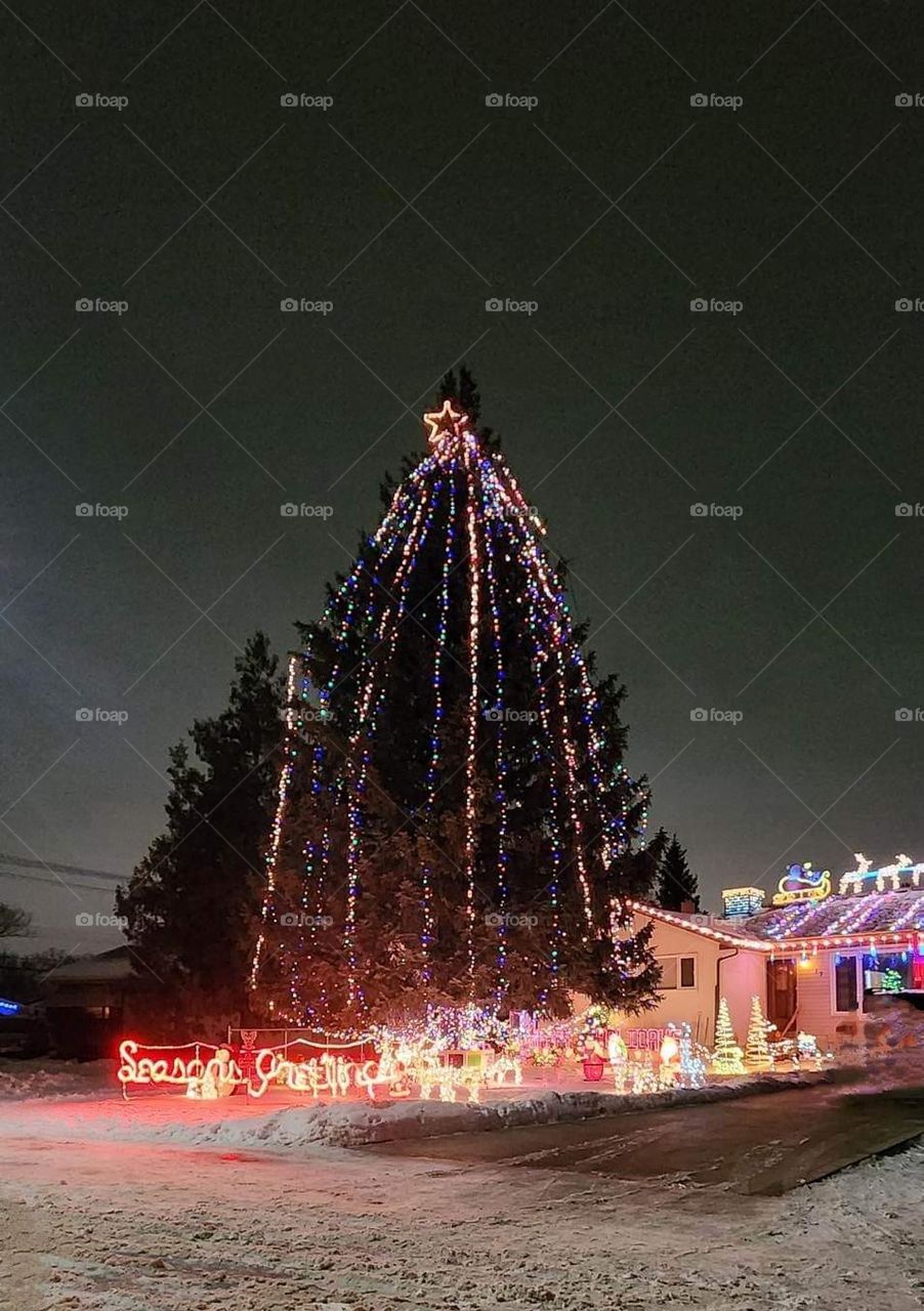 outdoor lit Christmas tree at night