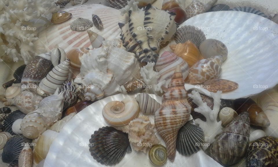 Seashells