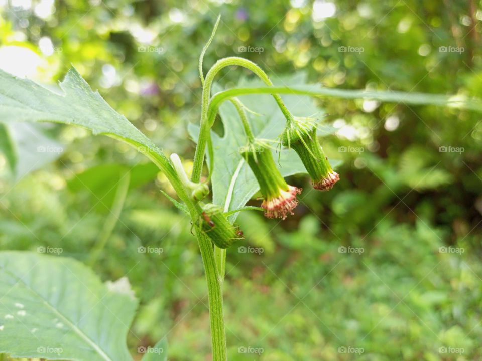 Crassocephalum crepidioides is a species of annual herb in the family Asteraceae. They have a self-supporting growth form. They are native to Afrotropics. They have simple, broad leaves. Flowers are visited by Bocchoris inspersalis, Seladonia, and Sm