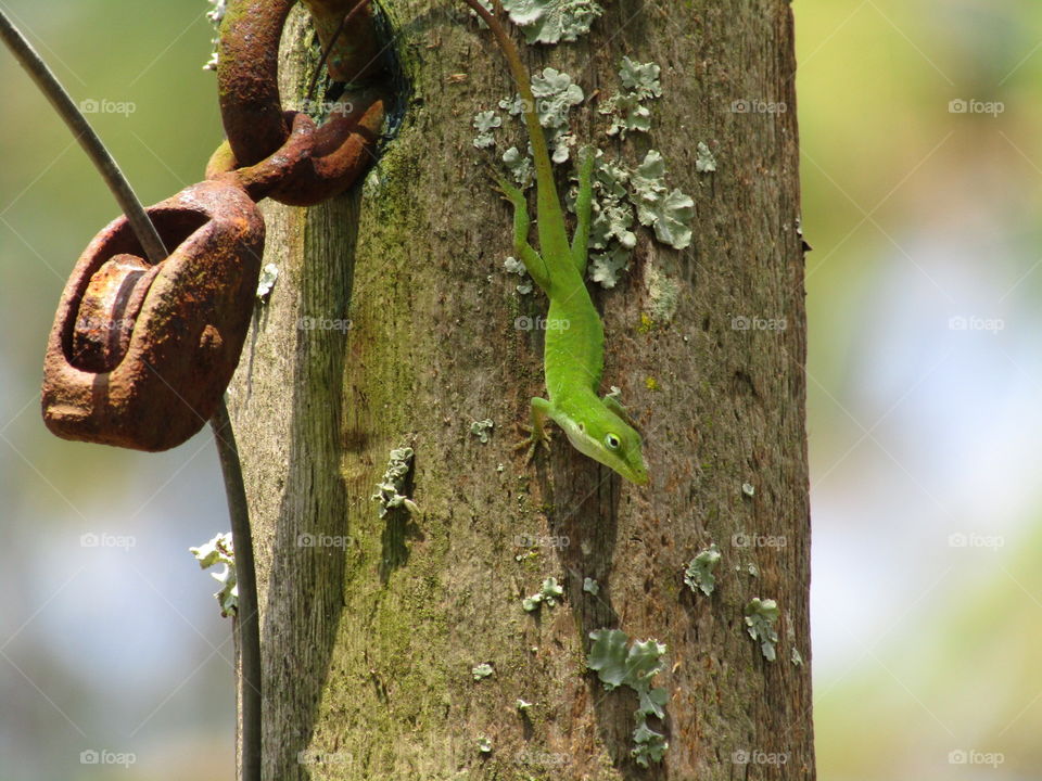 Country Chameleon