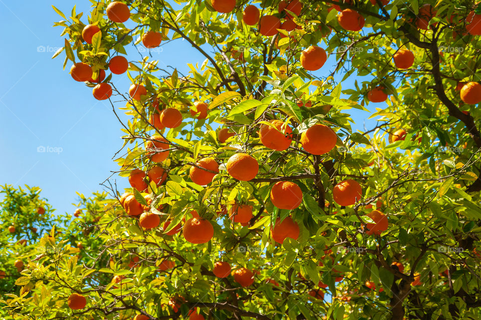 Citrus Tangerina. Orange colored citrus fruits on the trees. Tangerine or Mandarin orange.