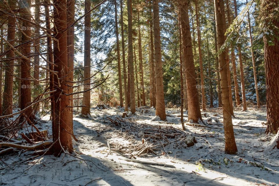 Beautiful winter scene in a mountain forest