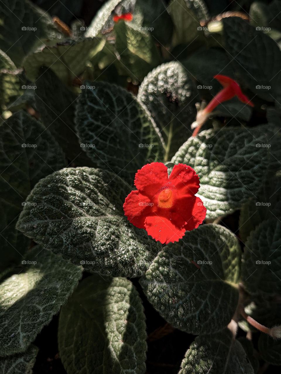 Happiness held is the seed; Happiness shared is the flower