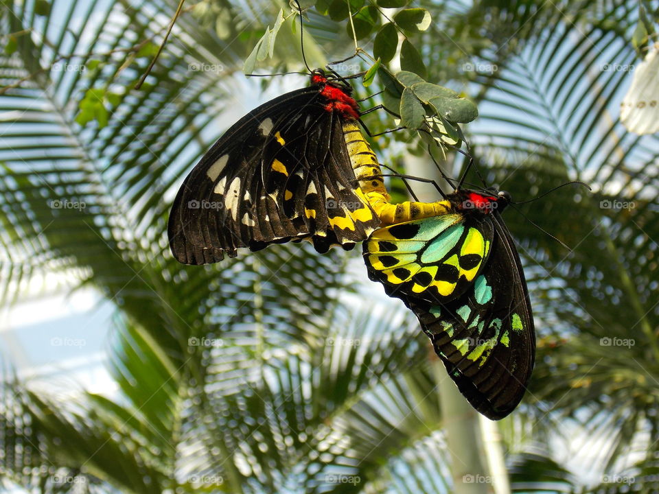 Tropical, Nature, Tree, Butterfly, Palm