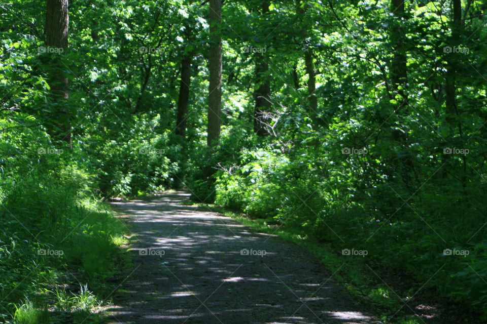 A Walking Trail