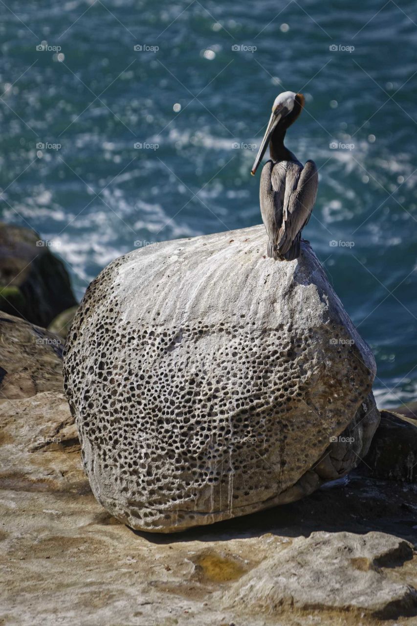 pelican on the rock
