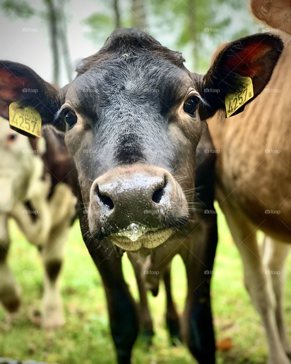 Cute curious cow closeup with its face to the camera standing in a green field 