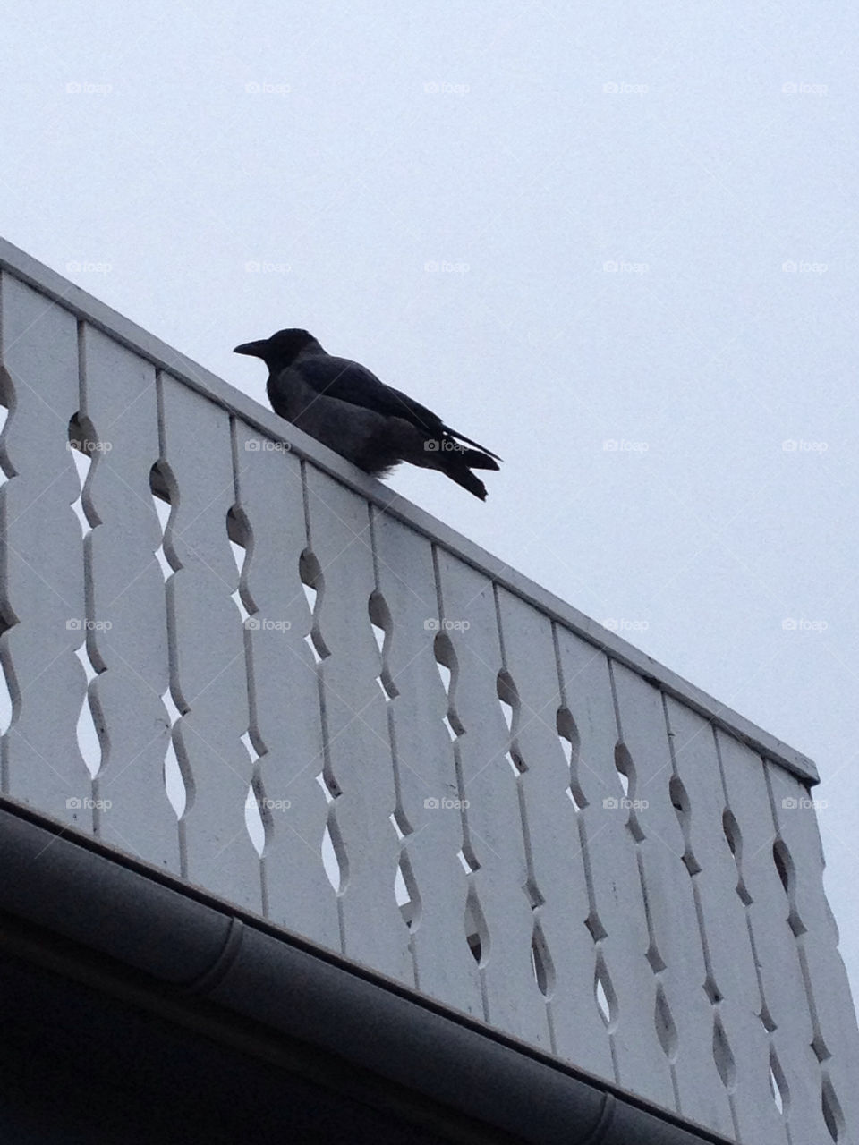 sky bird birds by arman