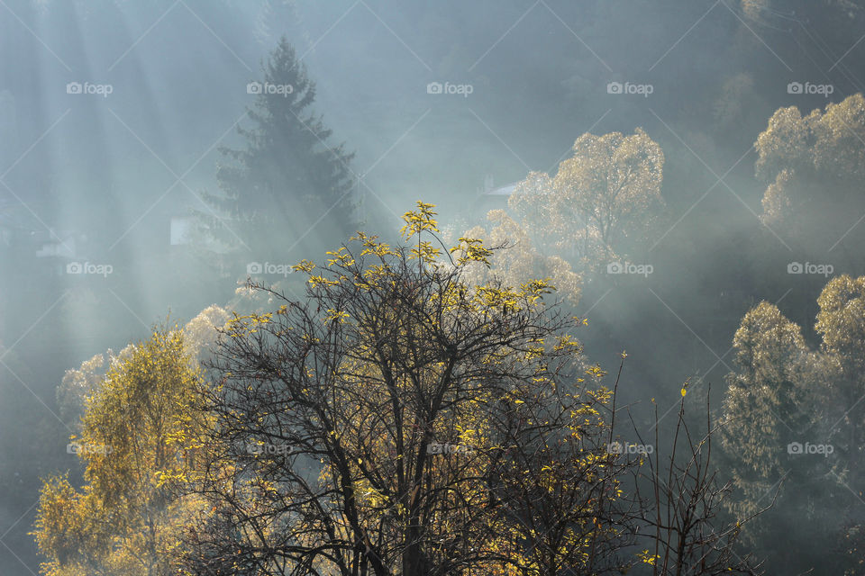 Trees in nature, sunlight, sunbeam, sunray