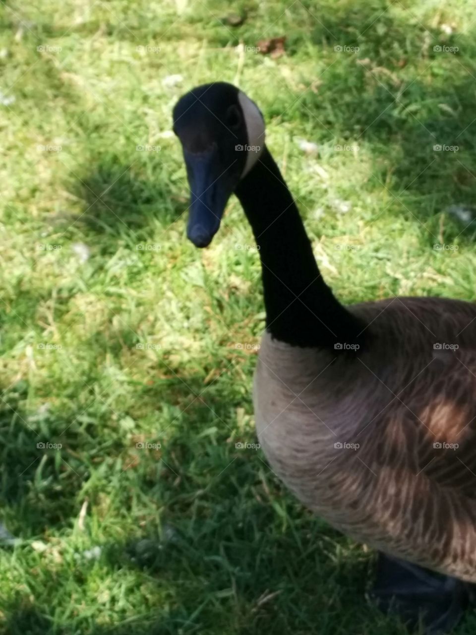 Close up goose face. Mothet goose curious of what i was doing with my camera