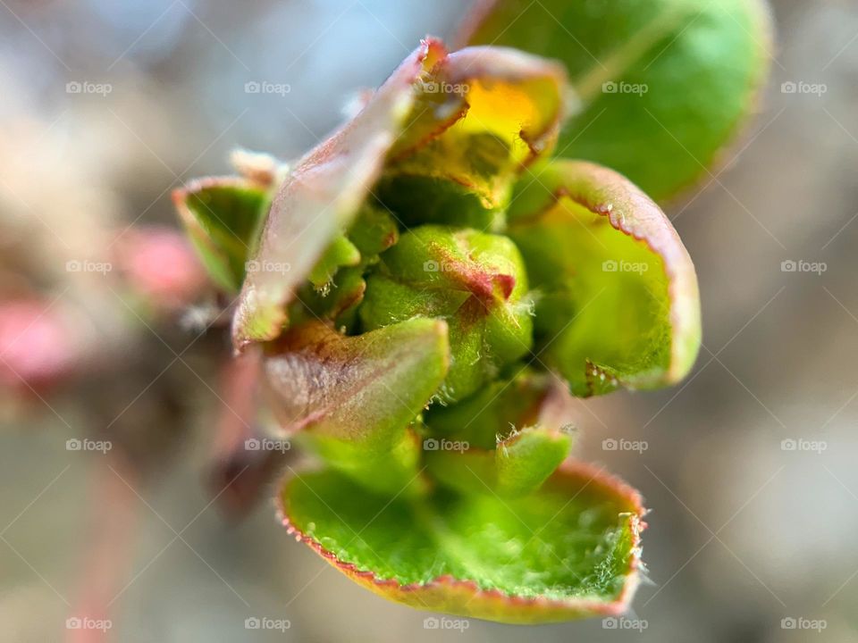 Macro photo of newly buds from a tree